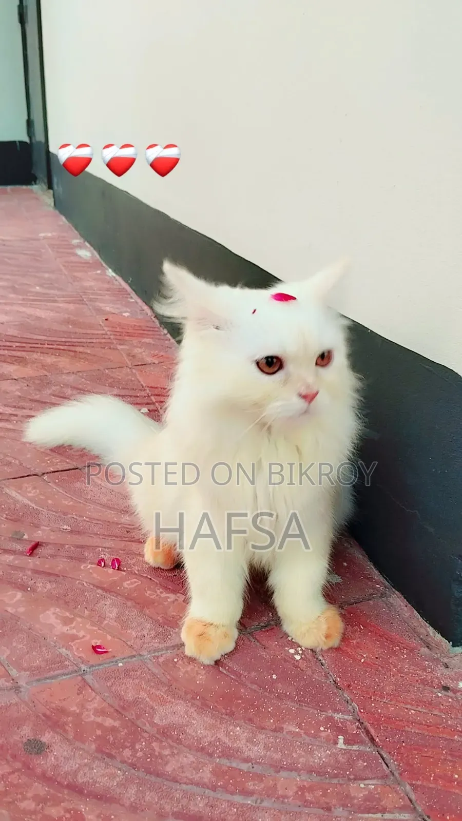 6-12 months Male Purebred Persian