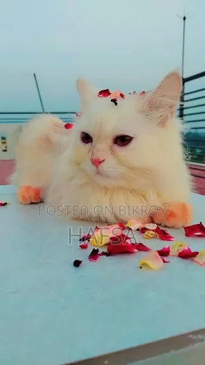 6-12 months Male Purebred Persian