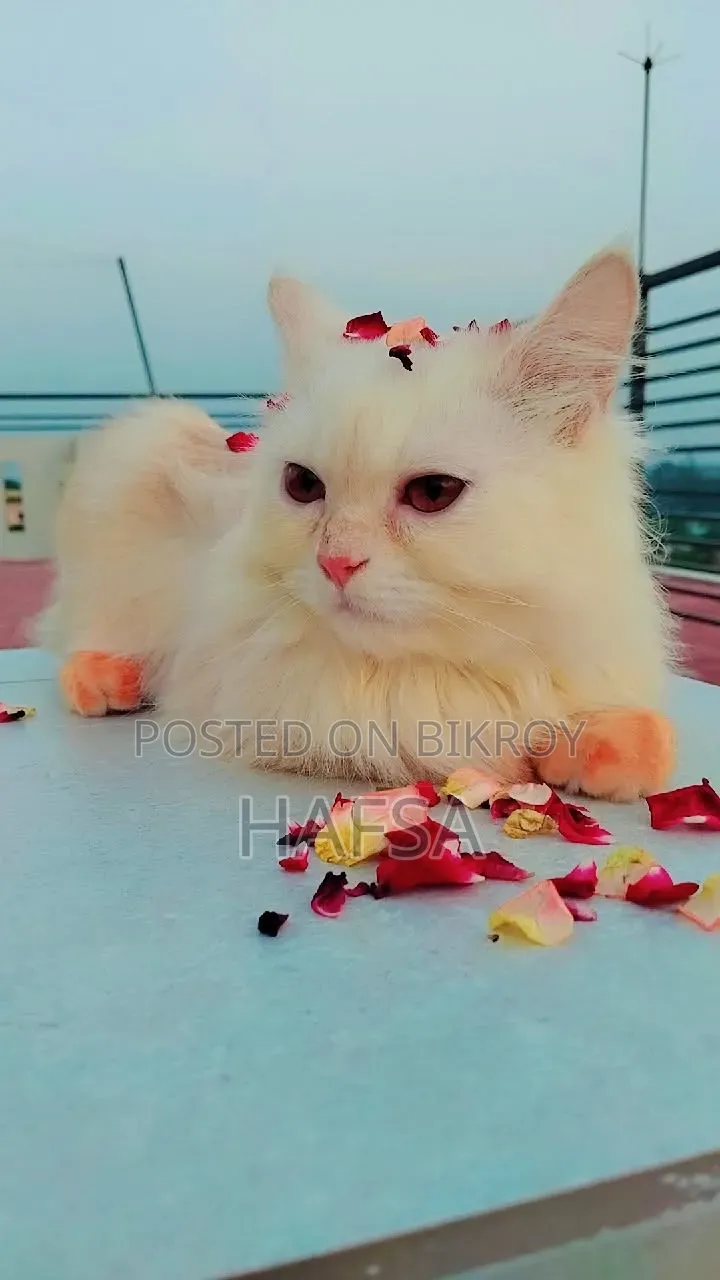 6-12 months Male Purebred Persian