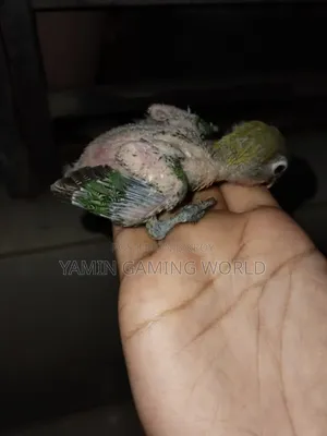 লাভ বার্ড টেম সাইজ বেবী