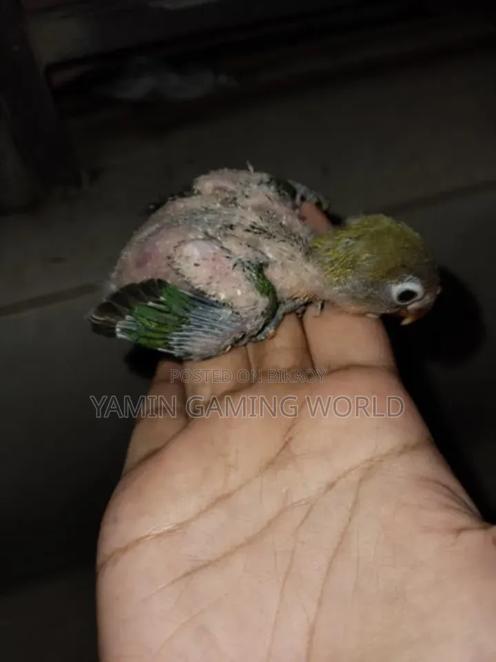 লাভ বার্ড টেম সাইজ বেবী