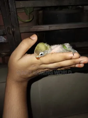 লাভ বার্ড টেম সাইজ বেবী