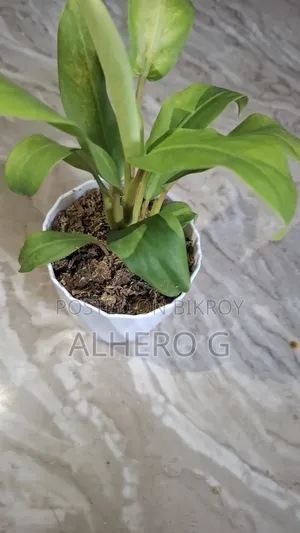 Philodendron Lemon Lime