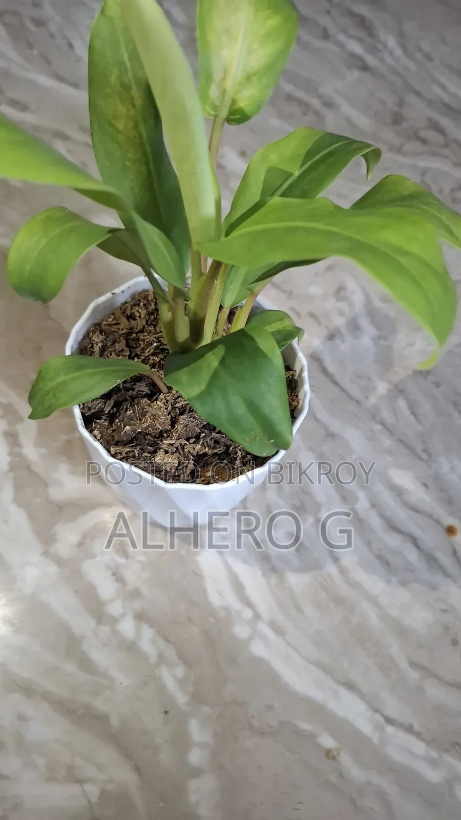 Philodendron Lemon Lime