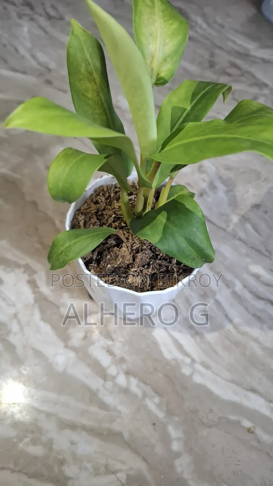 Philodendron Lemon Lime