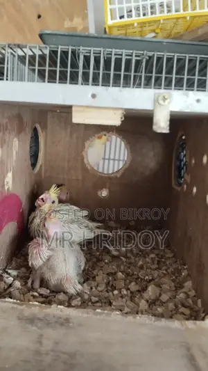 ককাটেল বেবি ৬ পিস
