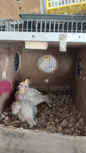 ককাটেল বেবি ৬ পিস