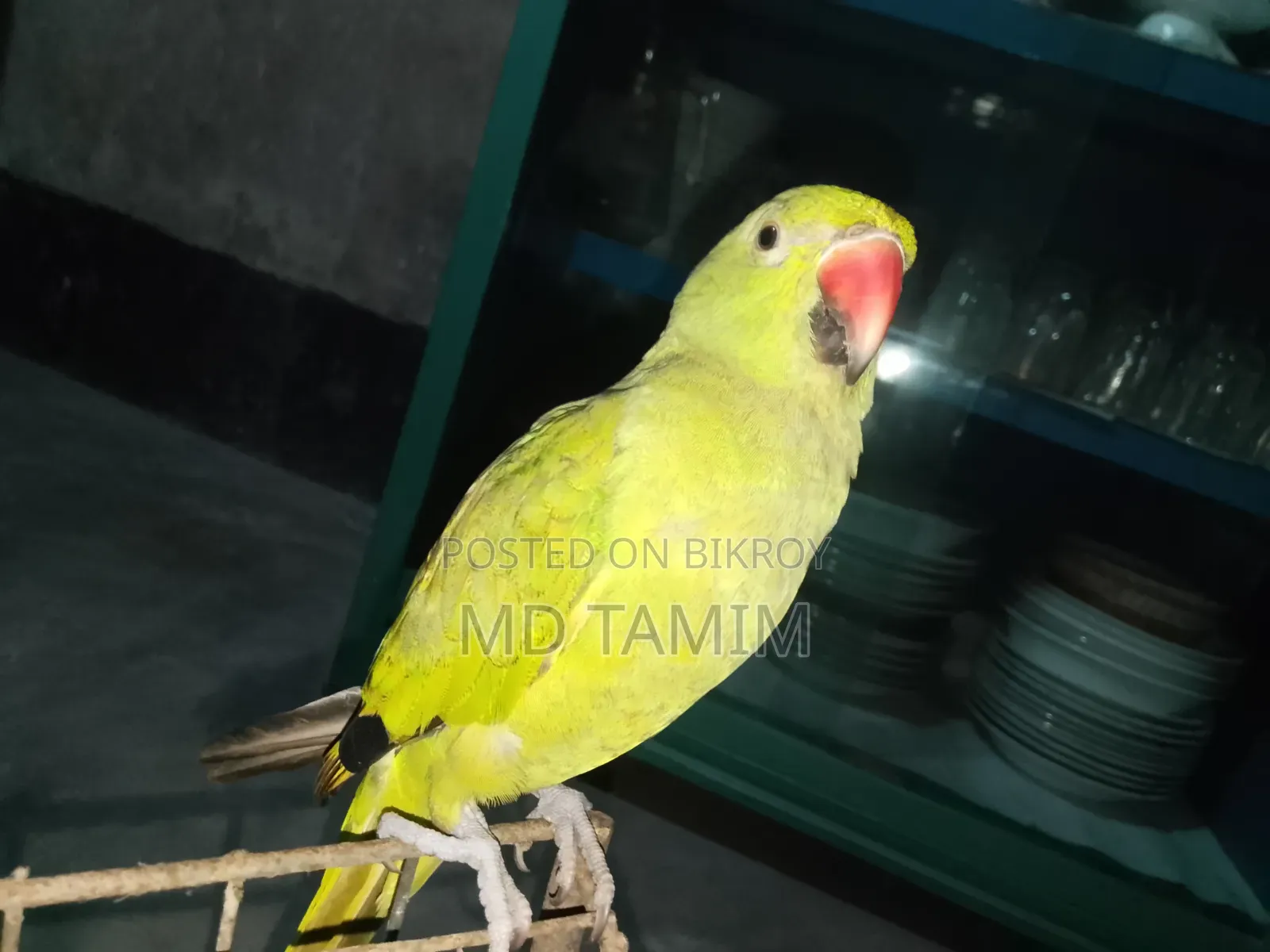টিয়া পাখি  (  Parakeet )