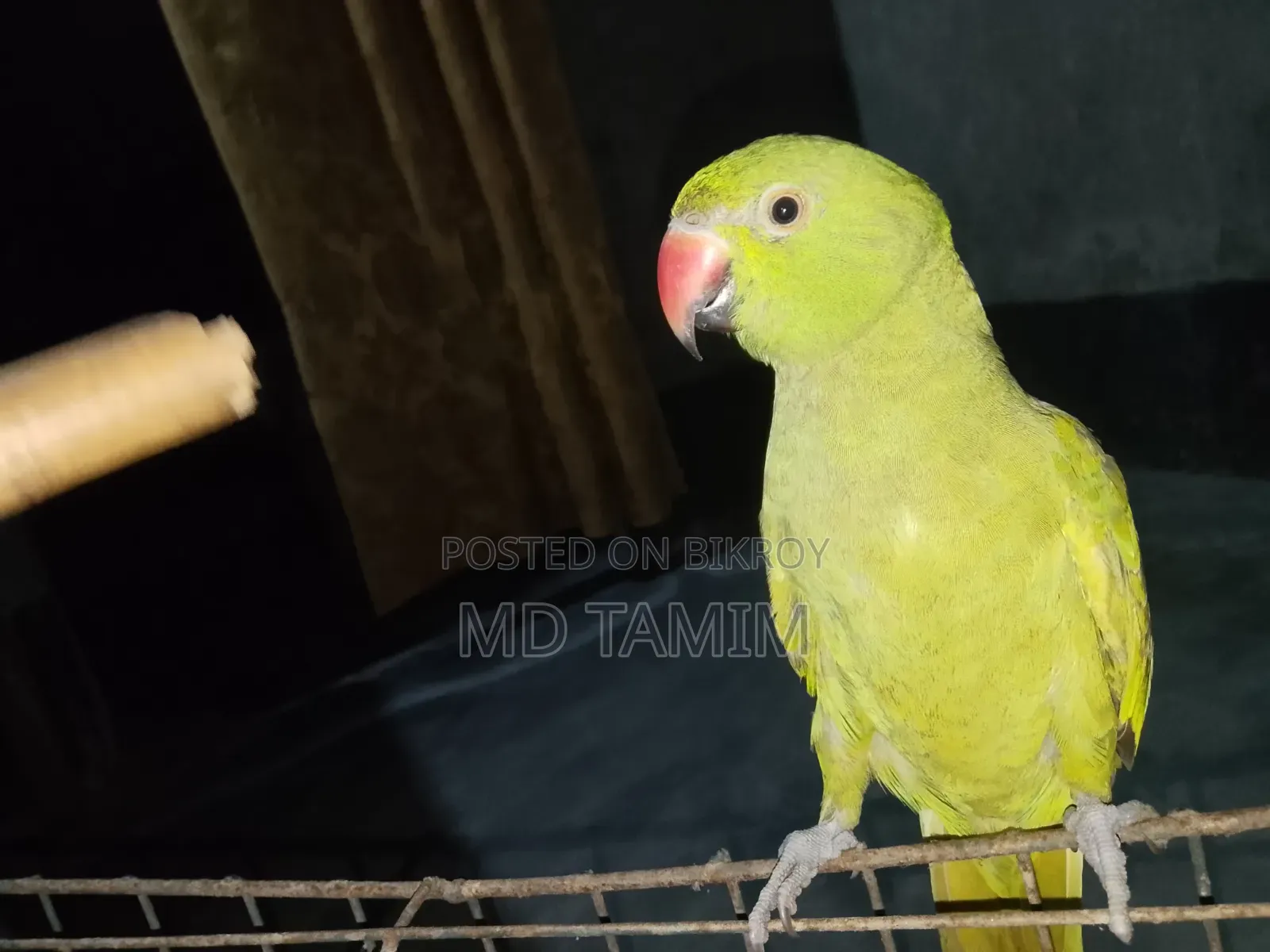 টিয়া পাখি  (  Parakeet )