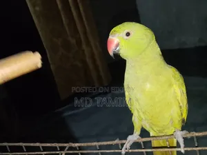 টিয়া পাখি  (  Parakeet )