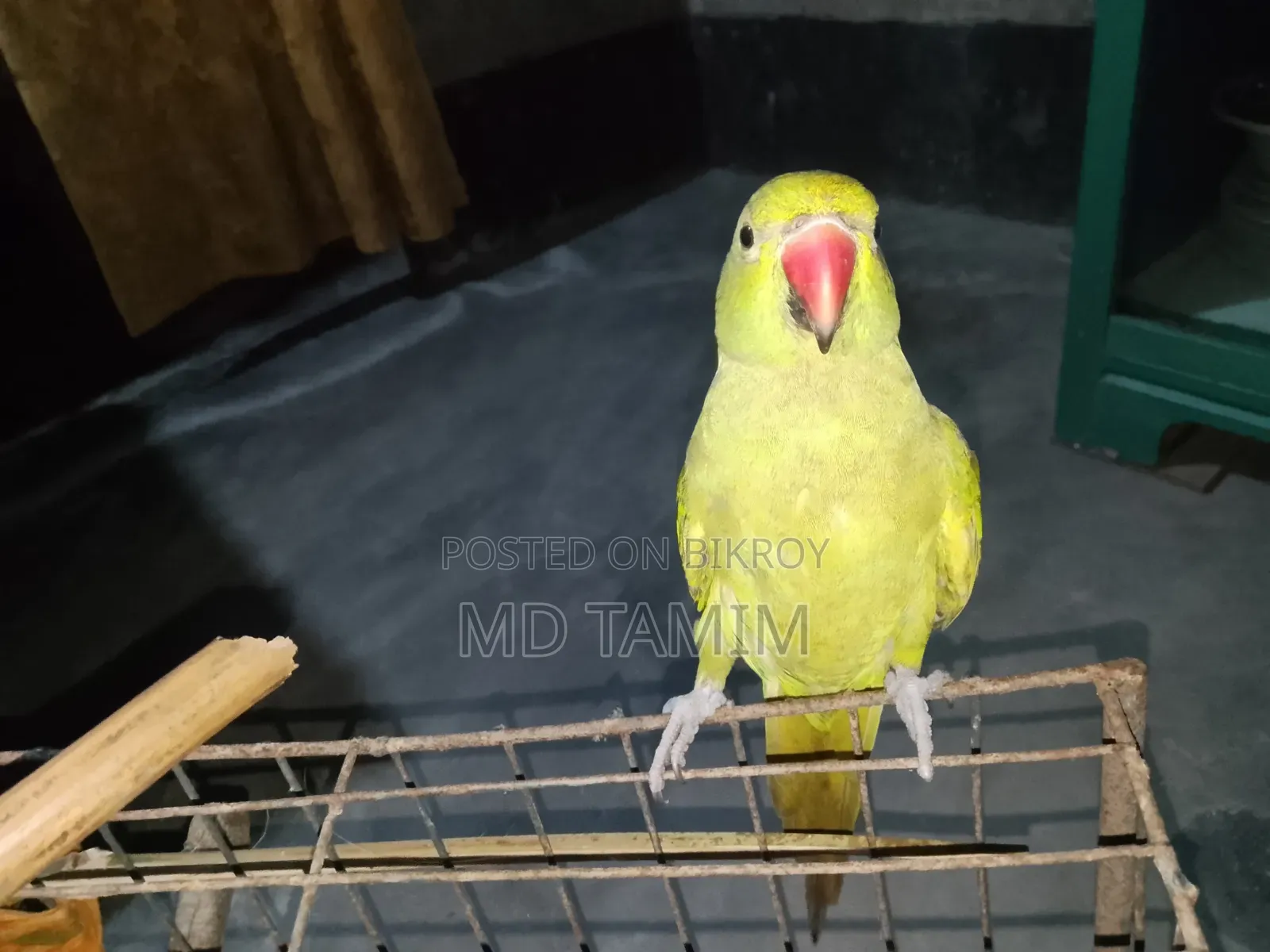 টিয়া পাখি  (  Parakeet )