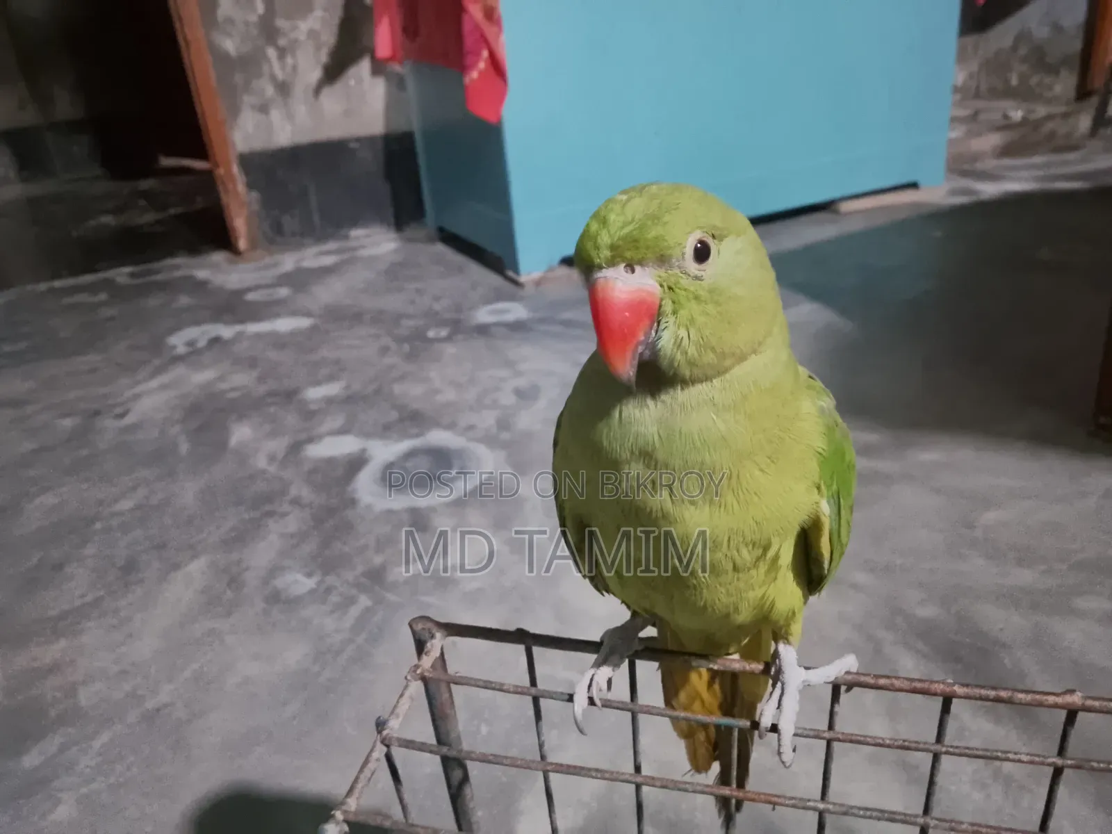 টিয়া পাখি  (  Parakeet )