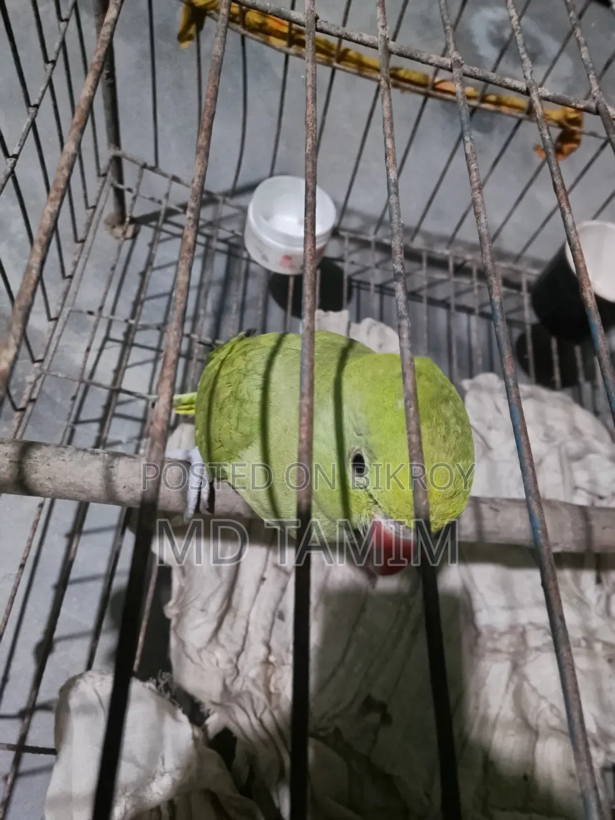 টিয়া পাখি  (  Parakeet )