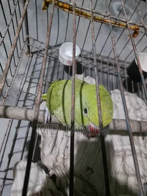 টিয়া পাখি  (  Parakeet )