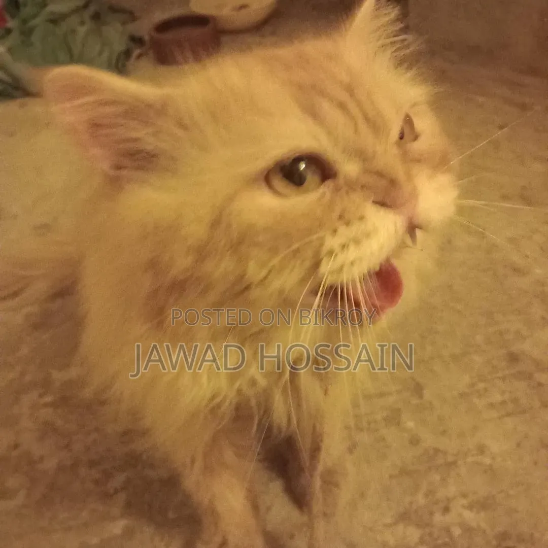 1+ Year Male Purebred Persian