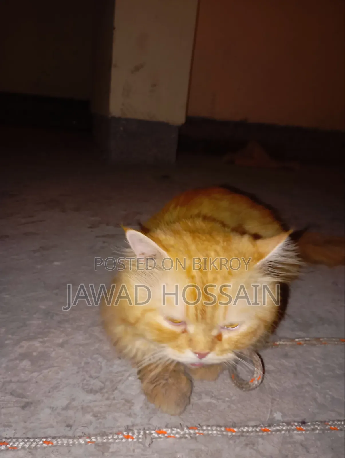1+ Year Male Purebred Persian