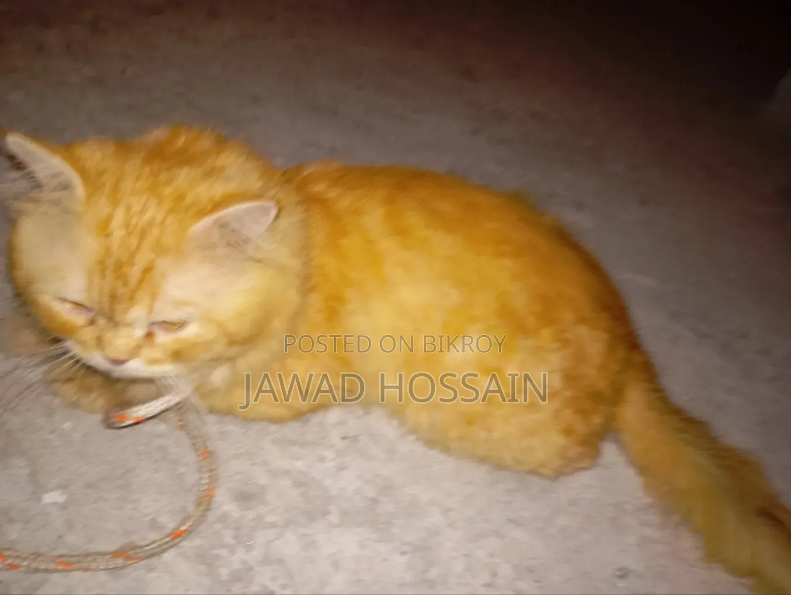 1+ Year Male Purebred Persian