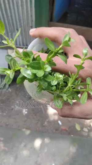 Moneywort Aquarium Plant for Sale