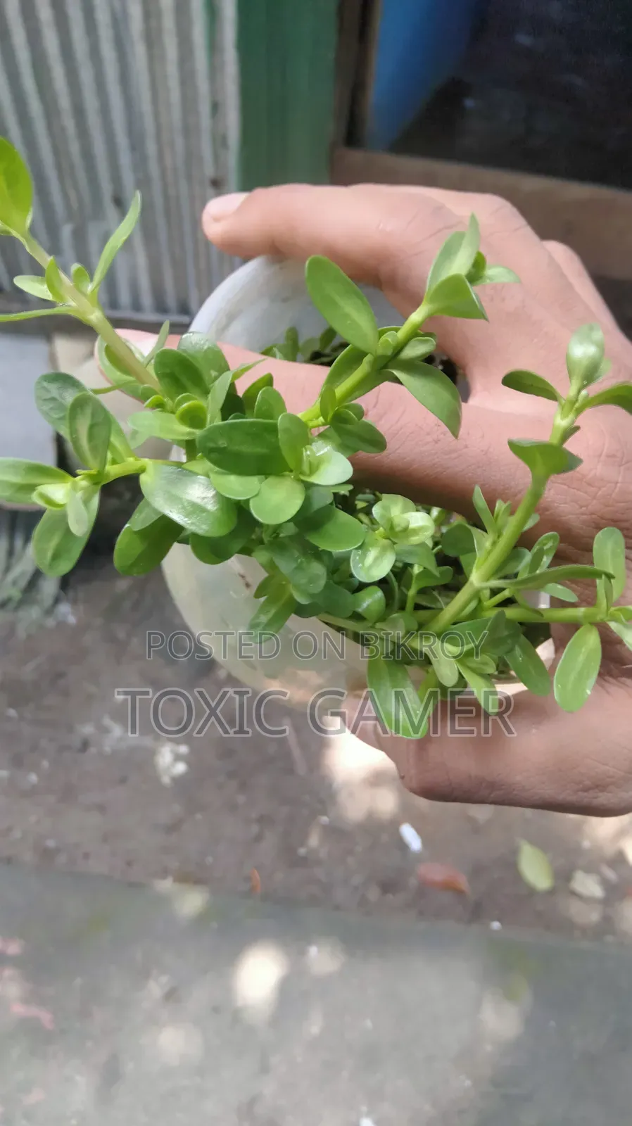 Moneywort Aquarium Plant for Sale