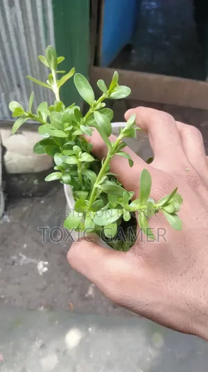 Moneywort Aquarium Plant for Sale