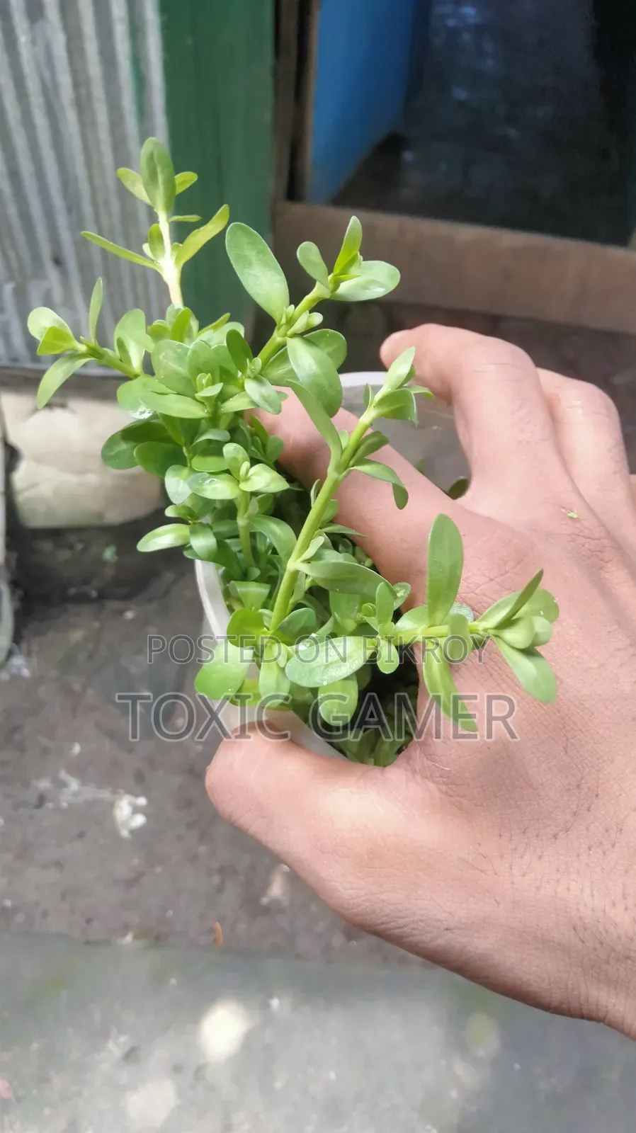 Moneywort Aquarium Plant for Sale