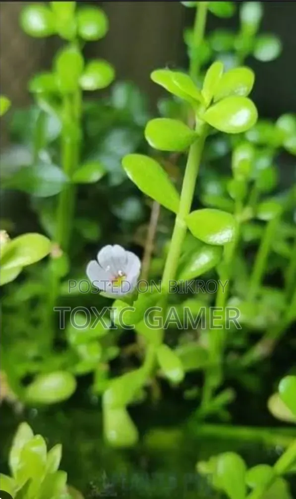 Moneywort Aquarium Plant for Sale