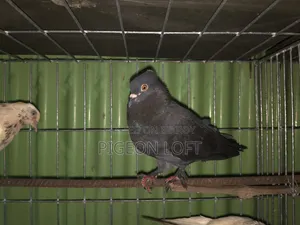 তিনটে কবুতর বিক্রি হবে