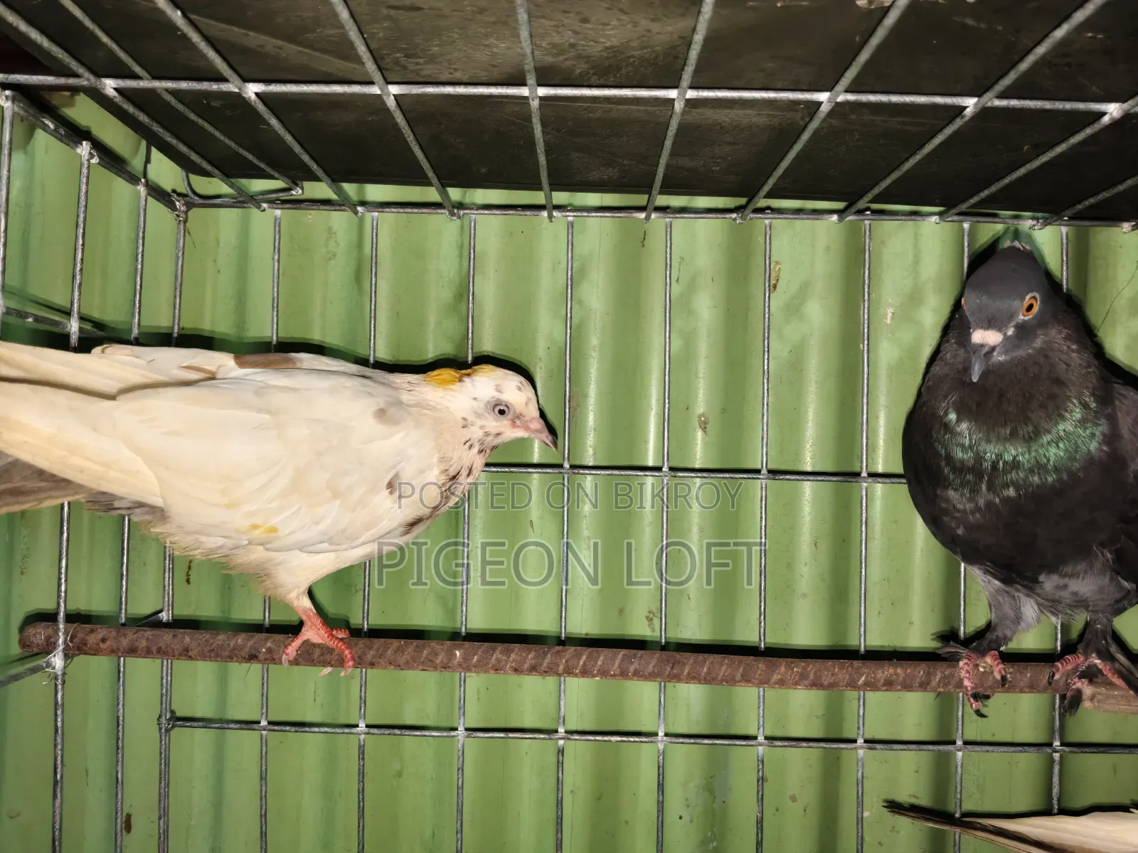 তিনটে কবুতর বিক্রি হবে