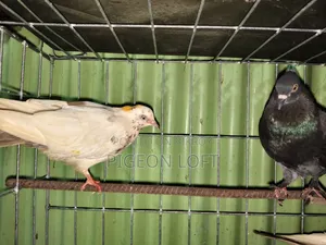 তিনটে কবুতর বিক্রি হবে