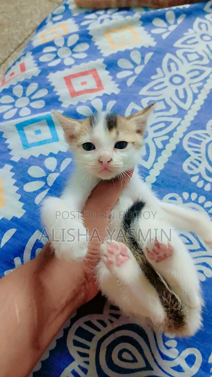 0-1 month Male Mixed Breed Cat