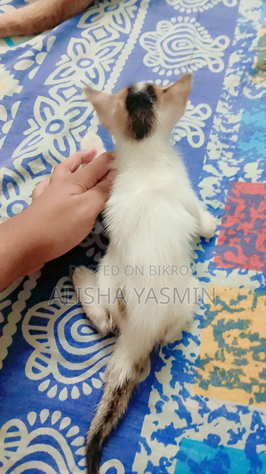 0-1 month Male Mixed Breed Cat