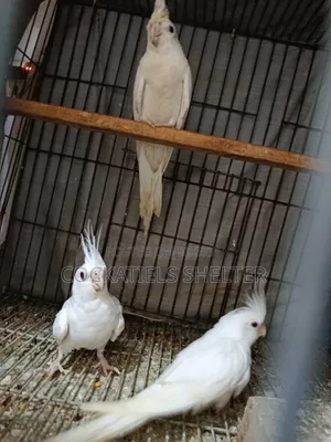 Cockatiel ককাটেল পাখি