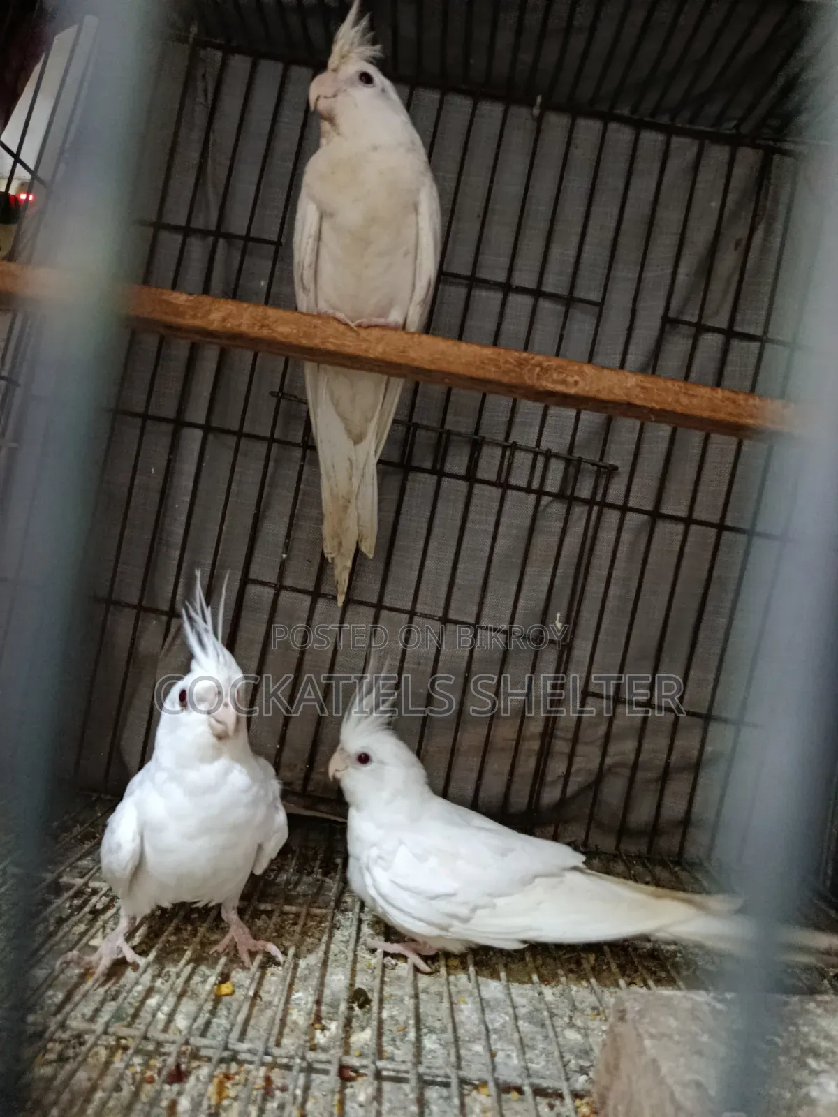 Cockatiel ককাটেল পাখি