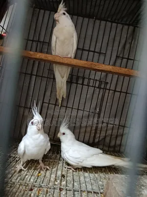 Cockatiel ককাটেল পাখি