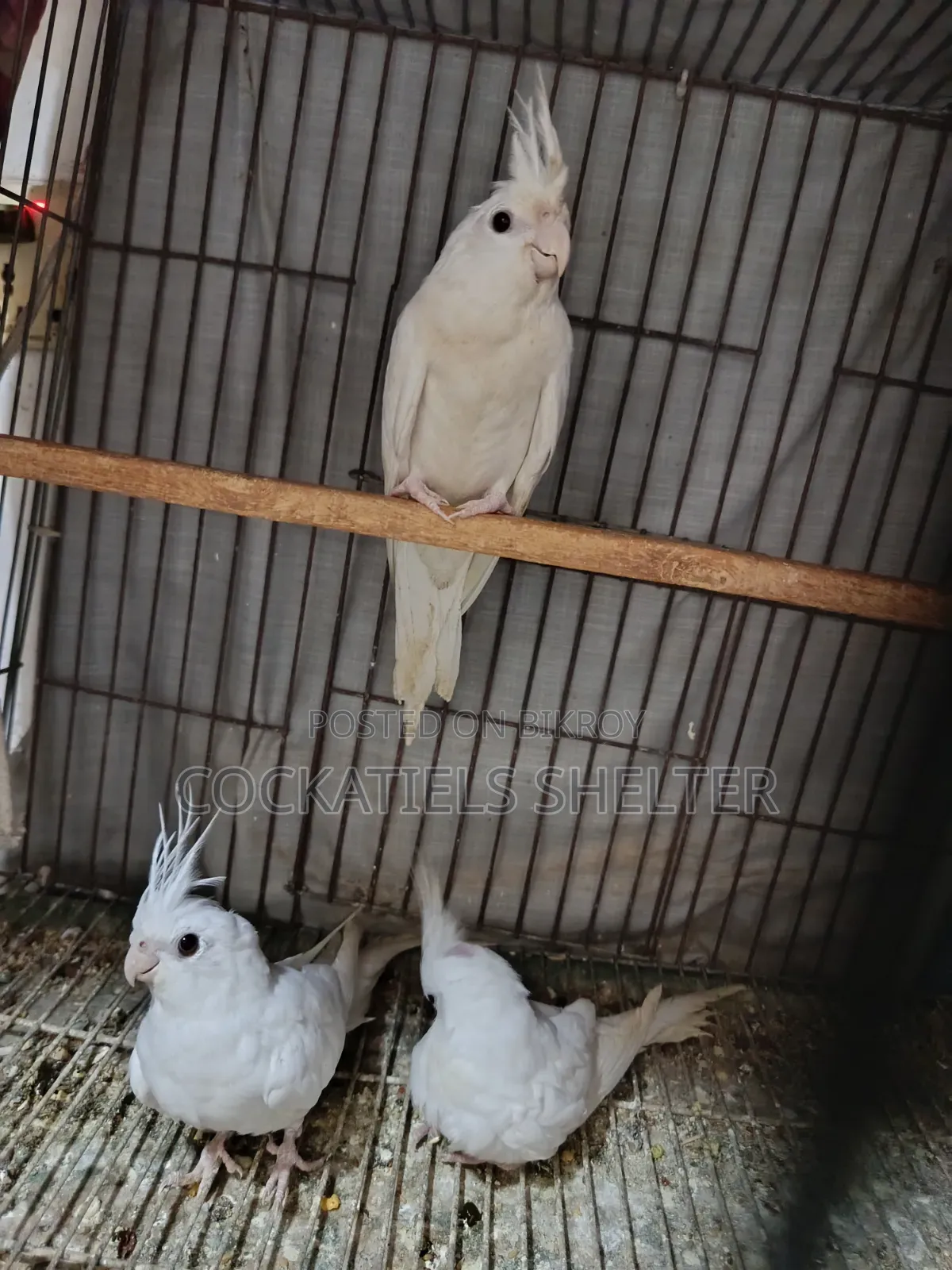 Cockatiel ককাটেল পাখি