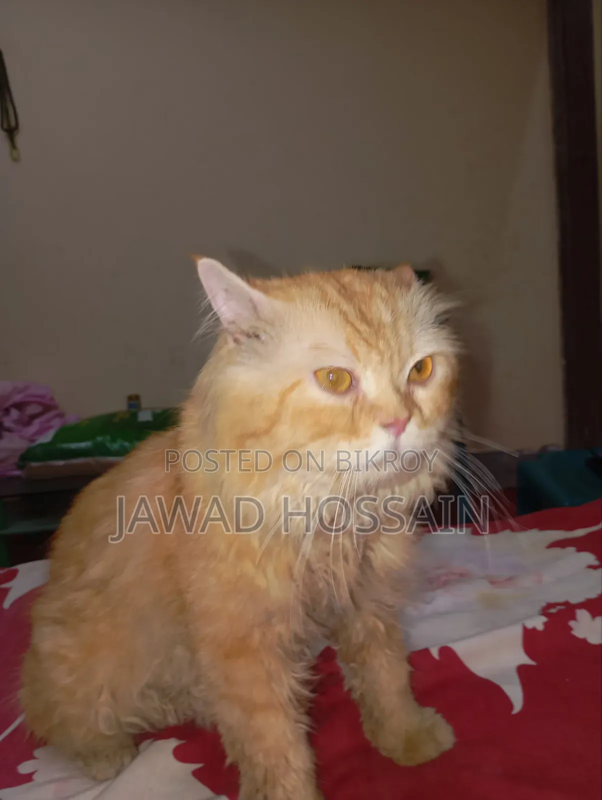 1+ Year Male Purebred Persian