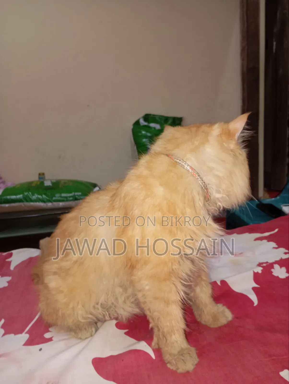 1+ Year Male Purebred Persian