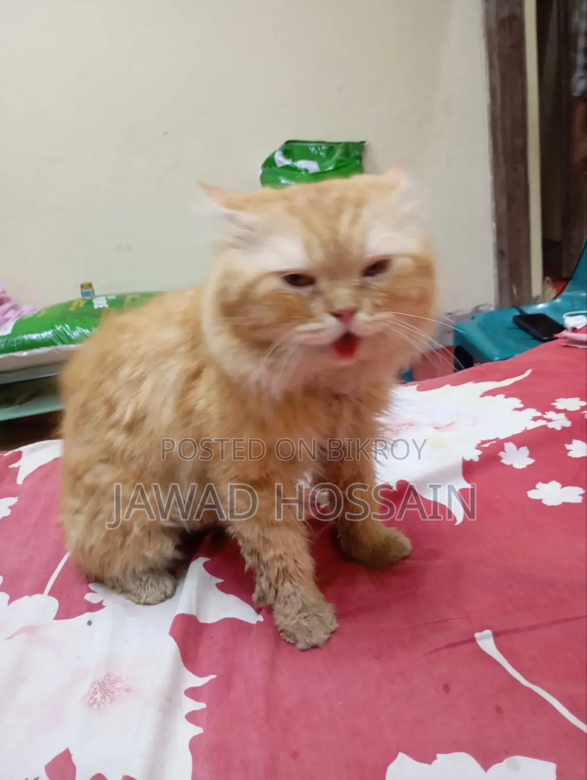 1+ Year Male Purebred Persian