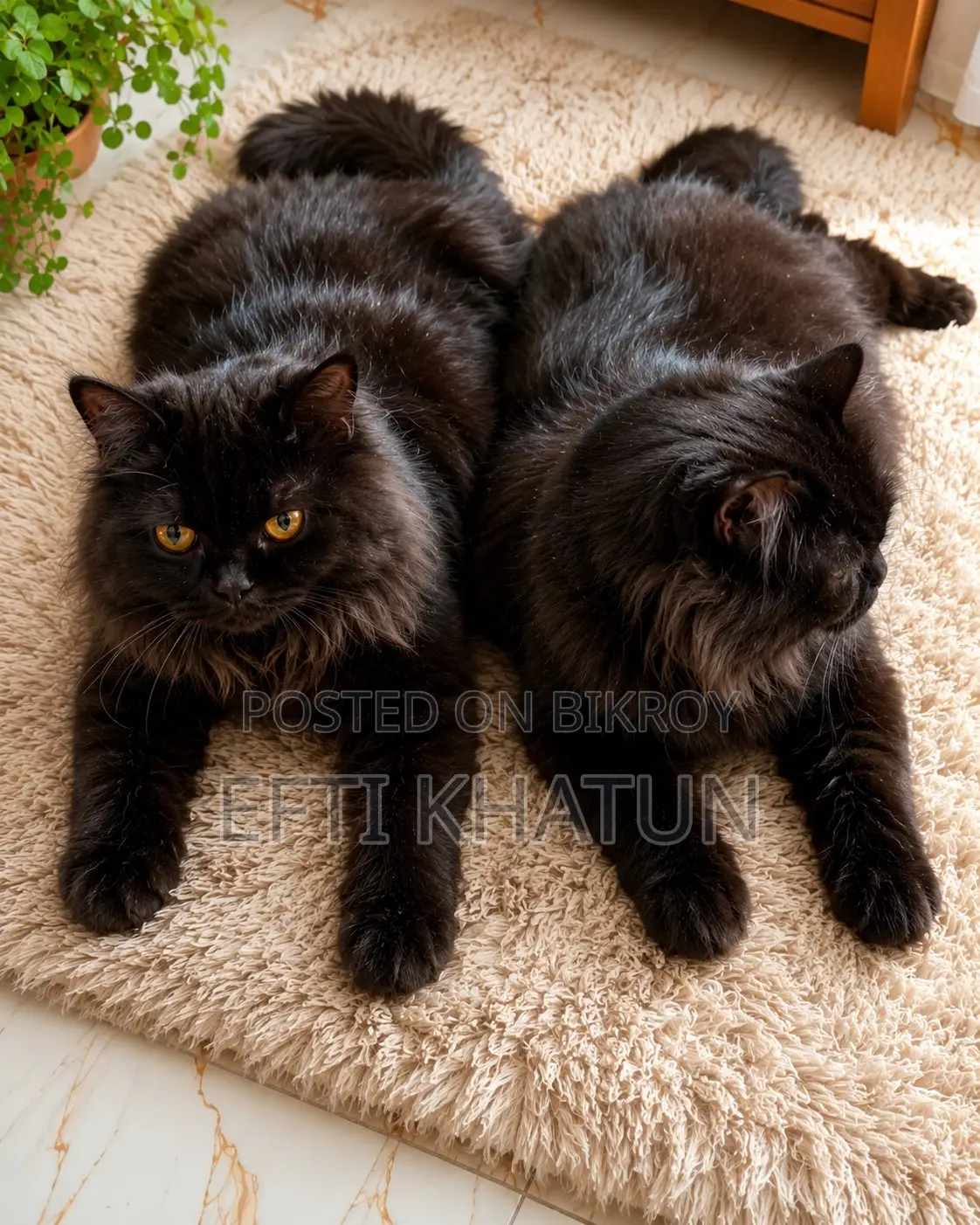 1+ year Male Purebred Persian