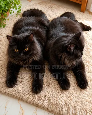 1+ year Male Purebred Persian