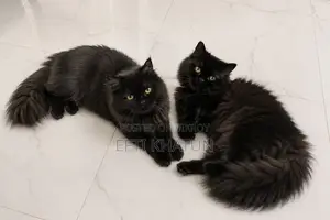 1+ year Male Purebred Persian