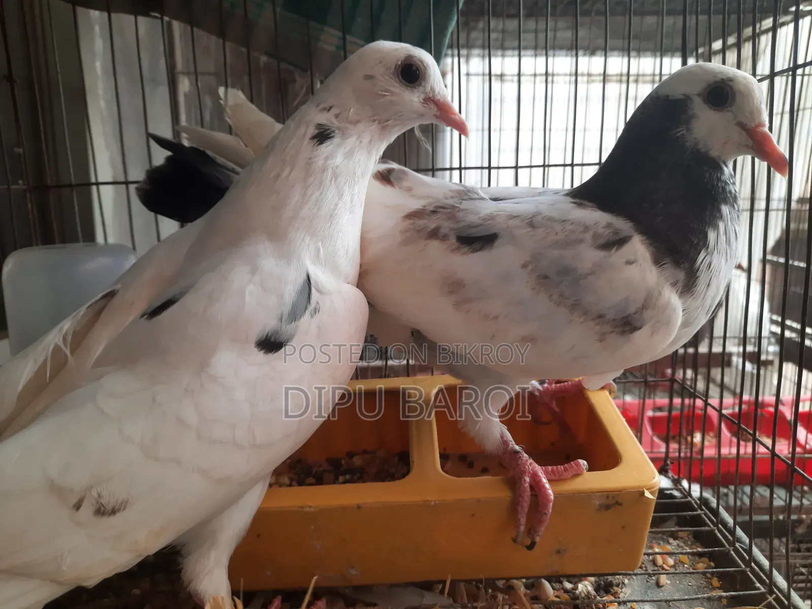 কবুতর বিক্রি