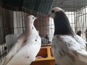 কবুতর বিক্রি