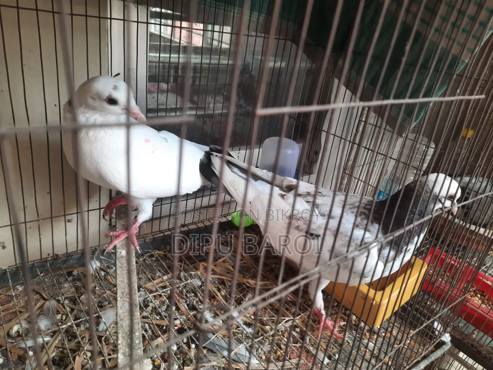 কবুতর বিক্রি
