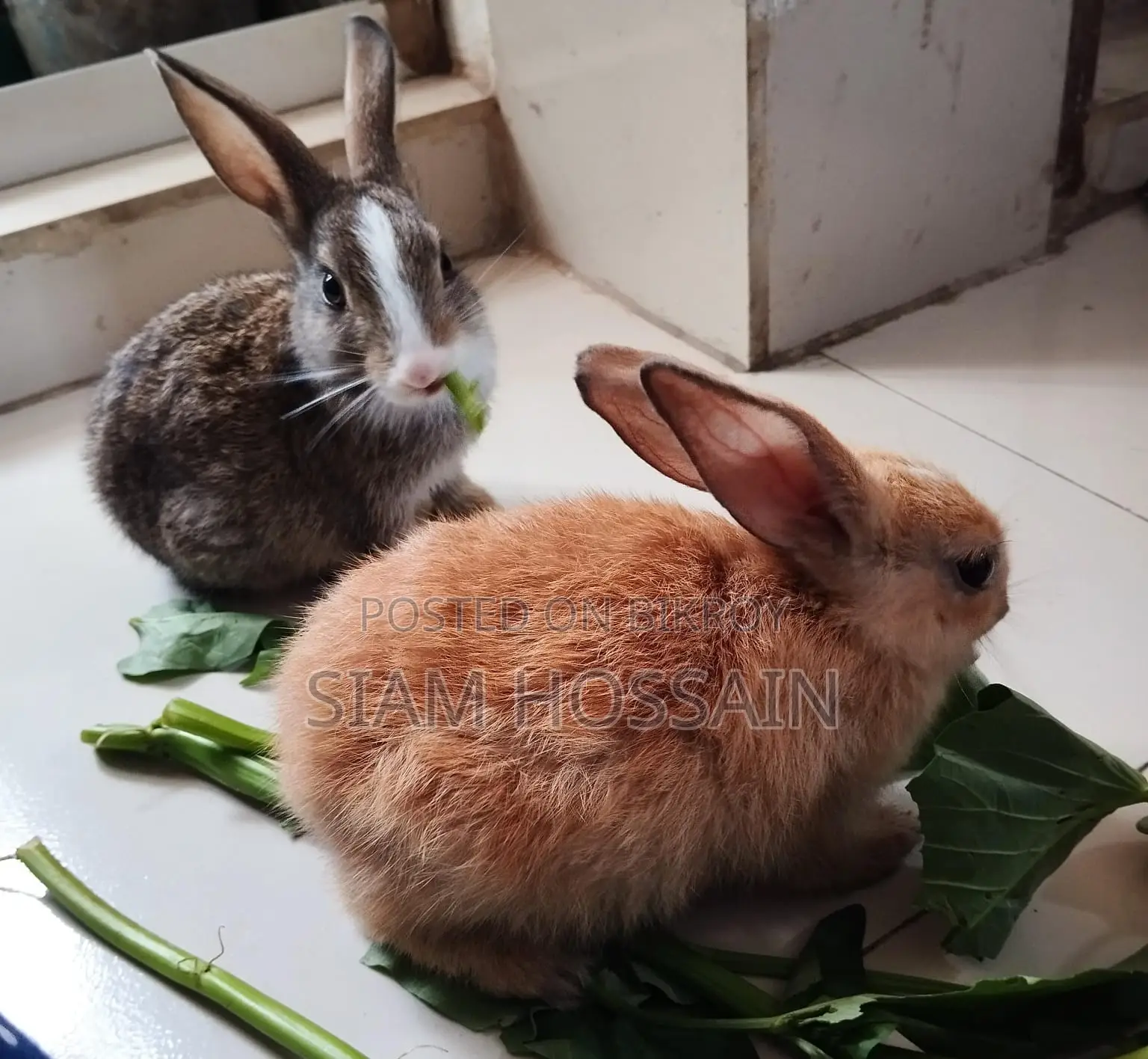 Rabit for Sale