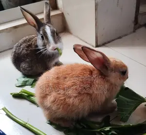 Rabit for Sale