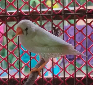 স্নো হোয়াইট (রানিং ফিমেল)