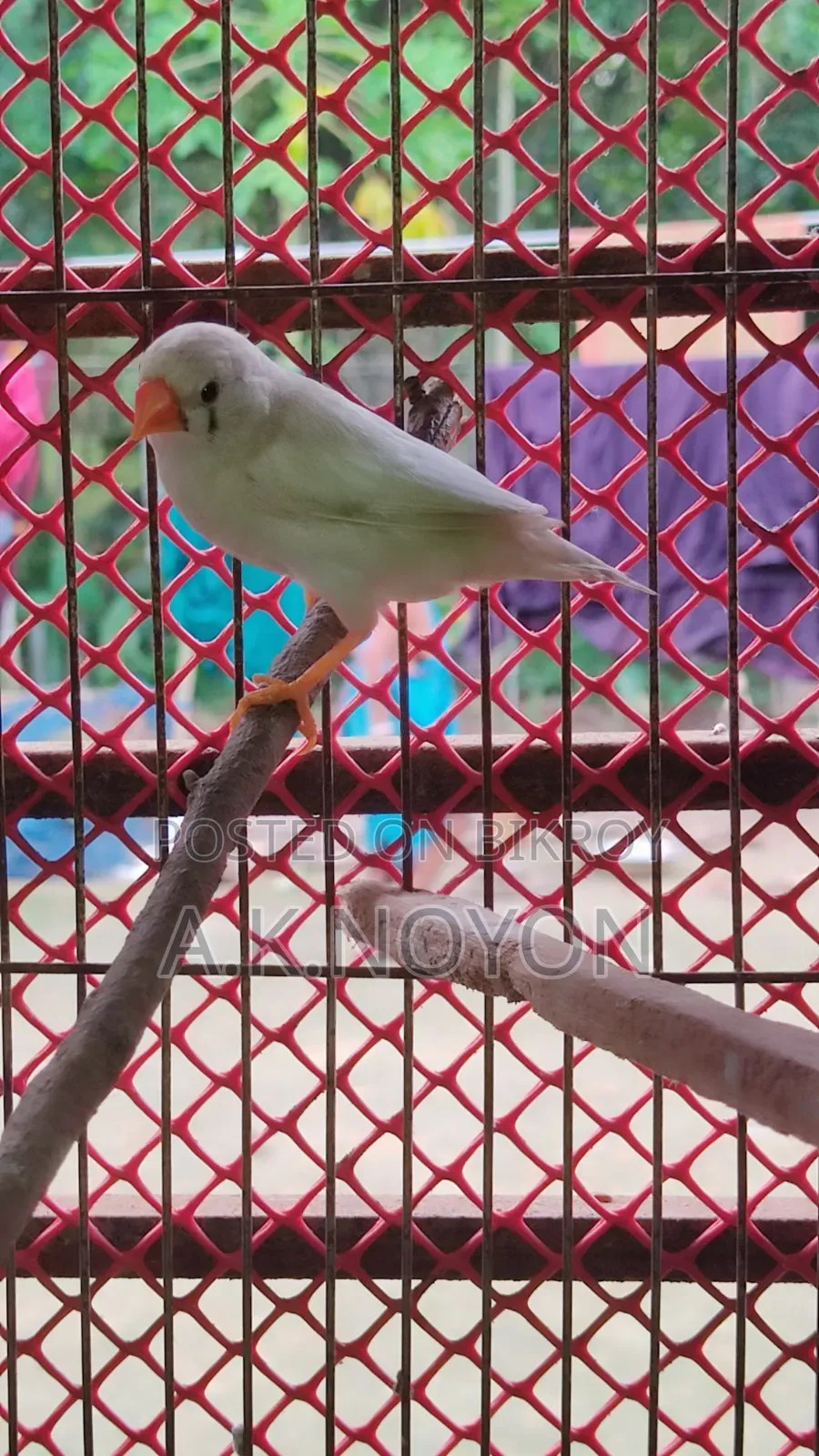 স্নো হোয়াইট (রানিং ফিমেল)