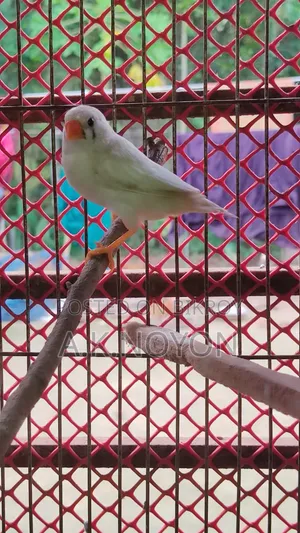 স্নো হোয়াইট (রানিং ফিমেল)