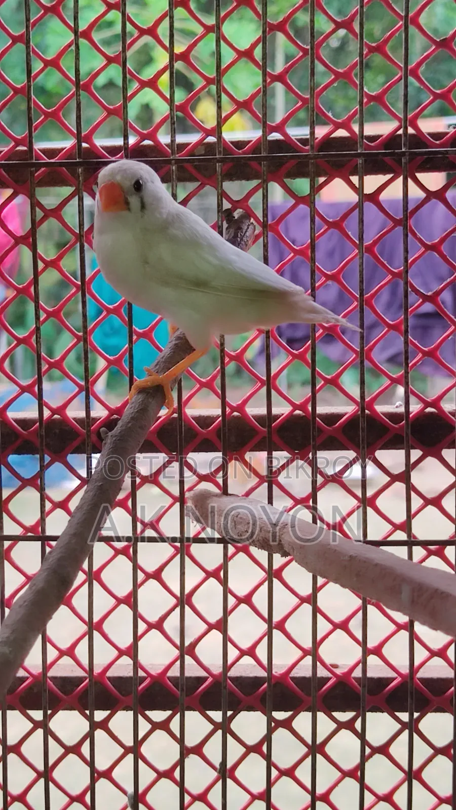 স্নো হোয়াইট (রানিং ফিমেল)